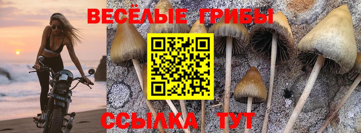 Галлюциногенные грибы Psilocybine cubensis Семилуки